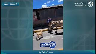 الخيل عصبي بزيادة