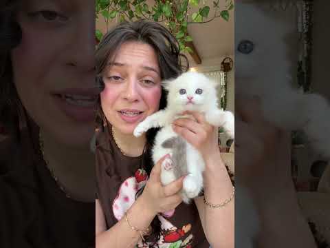 Boy or Girl ragdoll? #catbreed #ragdollcat #cute