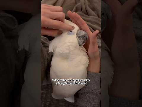 Marni the cockatoo living his best pampered life. #holidayswithyoutube #cockatoo