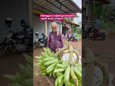 കർഷകർക്ക് മെച്ചമുള്ള ഇനം ആണോ?? #shortsfeed #shortvideo #shorts