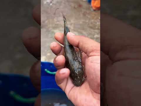 You’ve Never Seen a Fish Like This Before 🎣😮 !! #fish #facts #fishtales #fishyfacts #fishytales