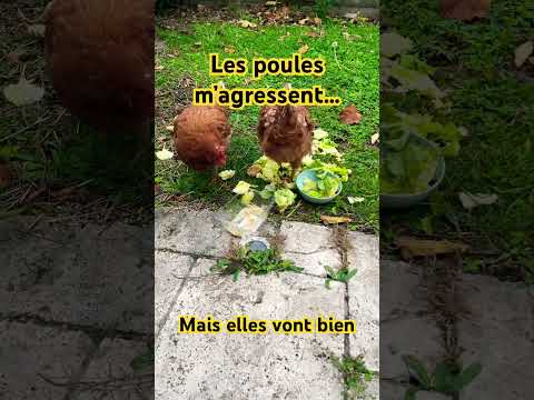 On dirait qu’elles n’ont jamais rien mangées… #poulet #poules #poulailler #permaculture #jardin