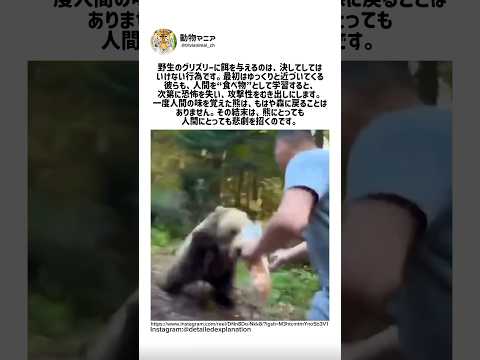 野生のクマが人間の味を覚える瞬間とそのリスク サムネイル