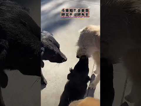 It looks like the twin brothers are arguing again. #kingcharles