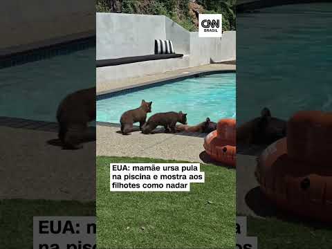 ​Mamãe ursa pula na piscina e mostra aos filhotes como nadar