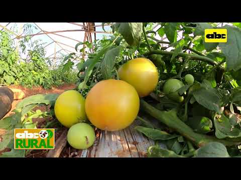 Abc Rural: Tutorado de tomate variedad indeterminada