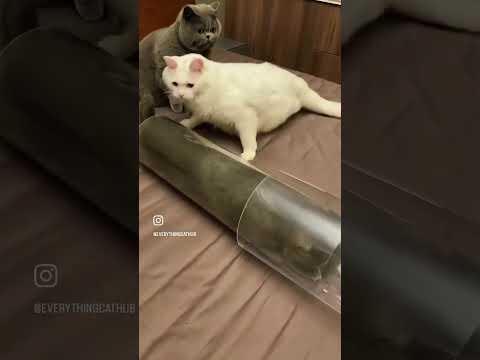 That’s Championship DNA