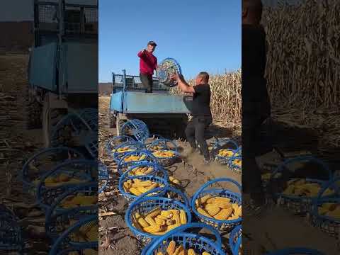 #foodproduction #amazingmachinery #automobile #foodbusiness #agriculture #farm #foodsector #farm