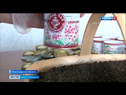 Копорский иван-чай претендует на звание главного вкуса страны
