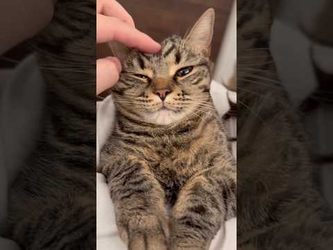 猫の動画サムネイル - 帰宅即、猫たちを愛でる人間たちwww #shorts #猫 #cat