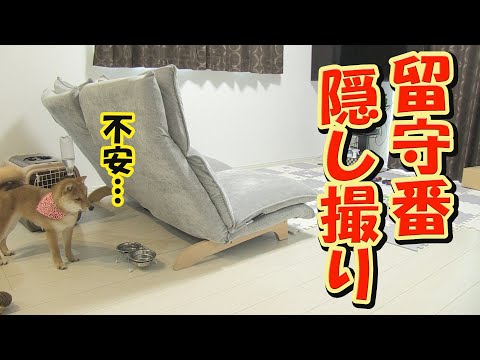 寂しがり屋の子犬が、初めてのお留守番に挑戦しました。