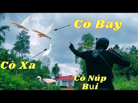 Sử Dụng Ná Cao Su Phục Kích Hạ Cò Bay Cò Xa Cò Dưới Ruộng Về Nướng Lai Rai || SangSlingShot