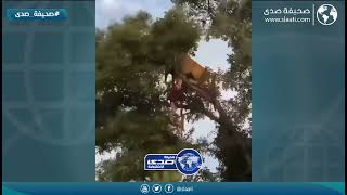 عراك مخيف وسط الغابات