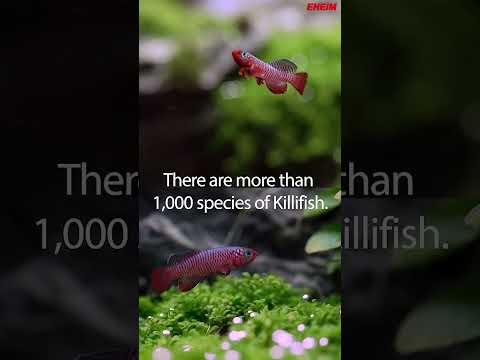 One of the Most Beautiful Aquarium Fish #shorts