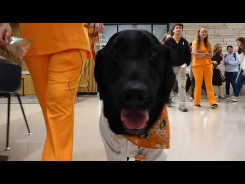 Walsh, the vet school dog, becomes social <strong>media</strong> star <strong>at</strong> the University of Tennessee