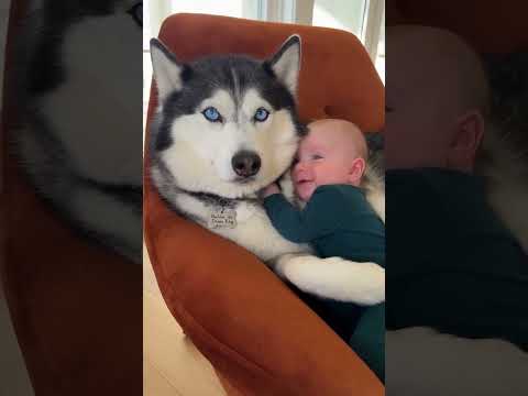 Funny Dog Paw High-Five 🐾 Sheldon Plays with Baby Leonard