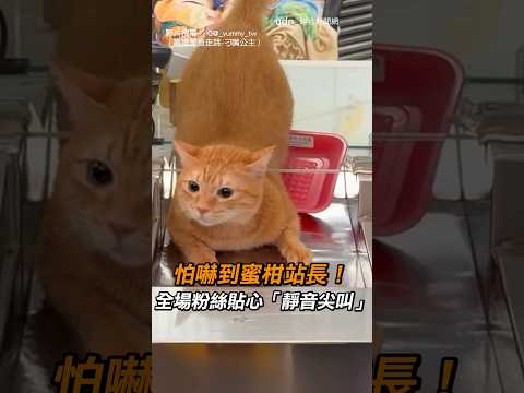 【萌翻啦】怕嚇到蜜柑站長 全場粉絲貼心「靜音尖叫」｜貓｜高捷｜靜音尖叫｜可愛