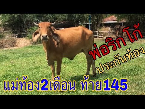 แม่ท้อง2เดือน-ริกโก้TR157-ประก แม่ท้อง2เดือน-ริกโก้TR157-ประก