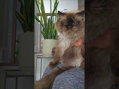 I'm so tired 😫 #cat #funnycats #shortvideo #funny #pets #cats #catvideos @Dontstopmeowing