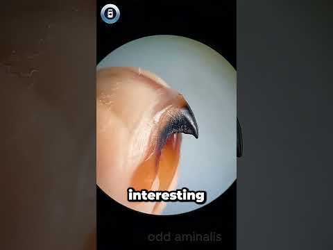 Cool or nah? - Short Finned Squid #animals #science #learnonshorts