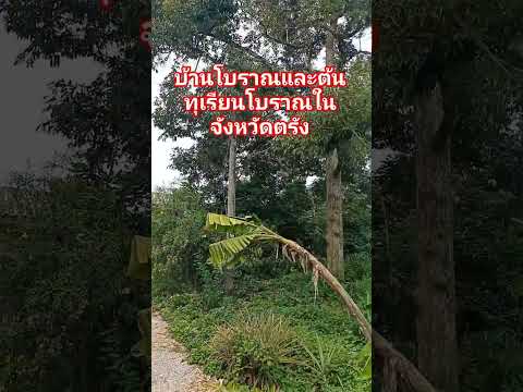 บ้านโบราณในจังหวัดตรังป้าออพ