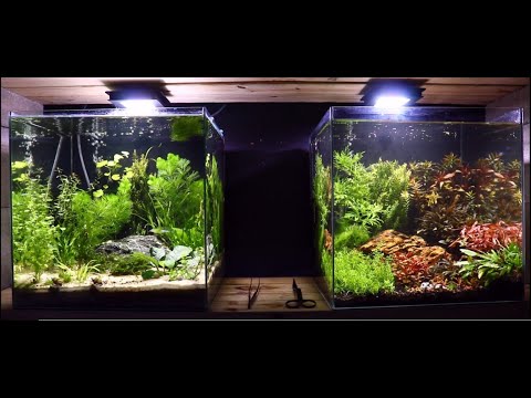 Natural Planted Aquarium - No Co2 Low Tech Aquasca Planted Aquarium - Setup Tutorial  (Non Co2, No Ferts Low Tech) *Fish Tank*


Today we have an Aqueo