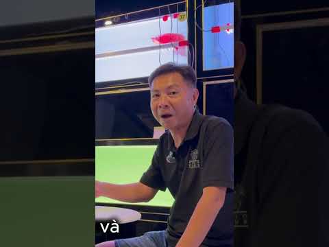 Cách Pom Bối , Cá Cảnh Hồng Anh Thường Áp Dụng #phần 2