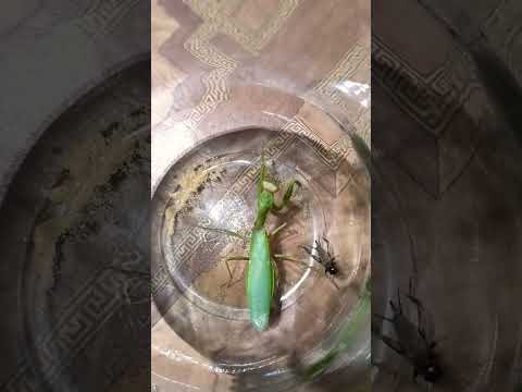 Богомол и сверчек #насекомые #insects