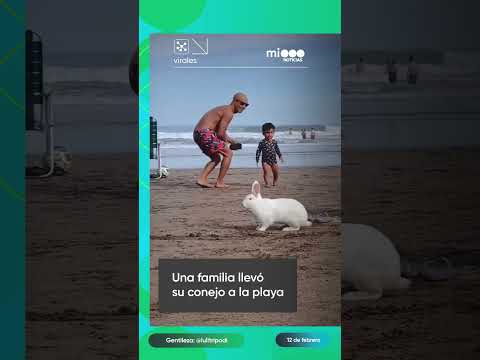 Una familia llevó su conejo a la playa en Mar del Plata