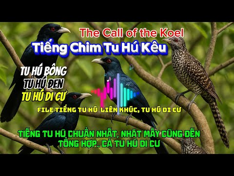 Tiếng tu hú , gọi là đến tổng hợp 12 loại tiếng.. ná thủ , bẫy lưới chuẩn nhất 2025-2026..