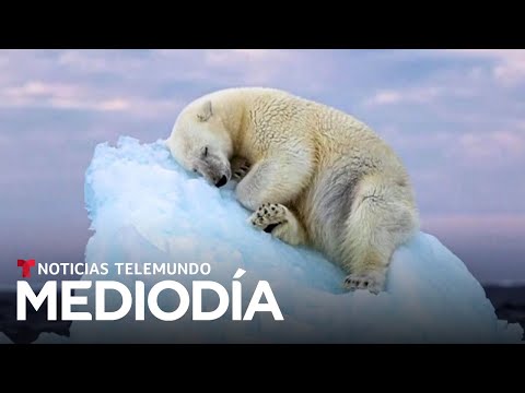 La foto de un oso acurrucado en un iceberg enterneció al mundo... y es premiada | Noticias Telemundo