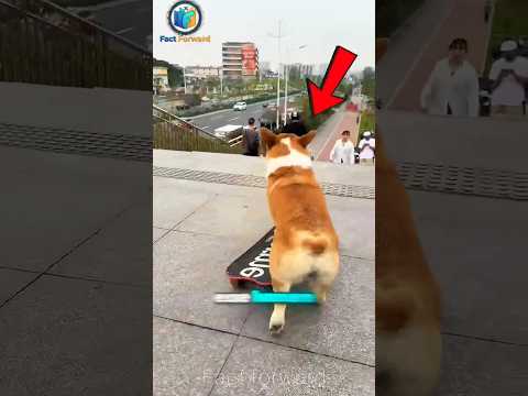 Corgi Pro Skater 🛹🐾