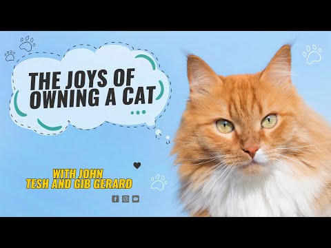 The Joys of Owning a Cat with John Tesh and Gib Gerard thumbnail