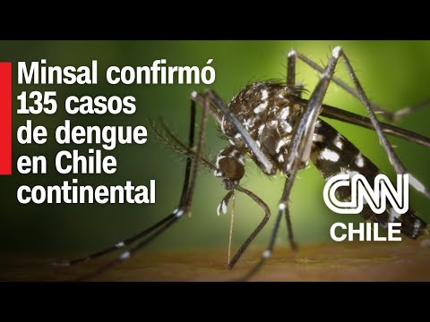 Minsal informa 135 casos de dengue en Chile continental: Autoridades llaman a reforzar precauciones