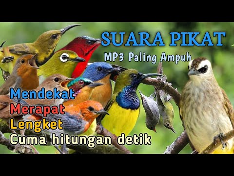 SUARA PIKAT SEMUA BURUNG KECIL - MP3 PALING AMPUH