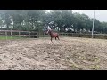 Dressuurpaard Hengstveulen - Fürst Toto X Governor X Lester - Veel sport in moederlijn