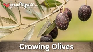 How to Grow an Olive Tree - Grow Organic