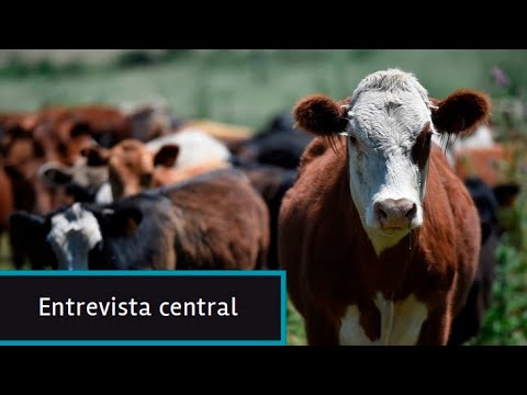 Carne sintética, Bill Gates y la ganadería en Uruguay: Debaten Pablo Carrasco y Juan Grompone