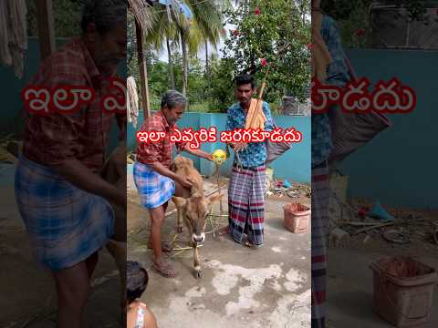 ఇలా ఎవ్వరికి జరగకూడదు😢 #farmer #cow #farming #villagelife #shorts #sad #village #animallove