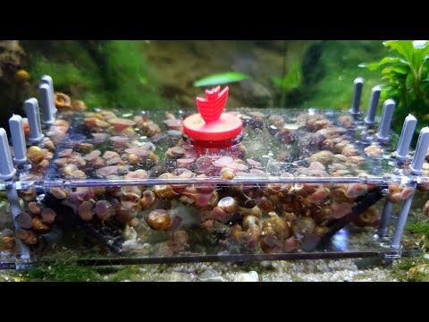 How To Remove Snails From Your Aquarium!!! Sera Sn A lot of people, like myself, get easily frustrated at pest snails in their aquarium. While they are