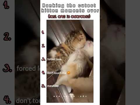 #cute #kittens #cats #pets #petlover #trending #fyp