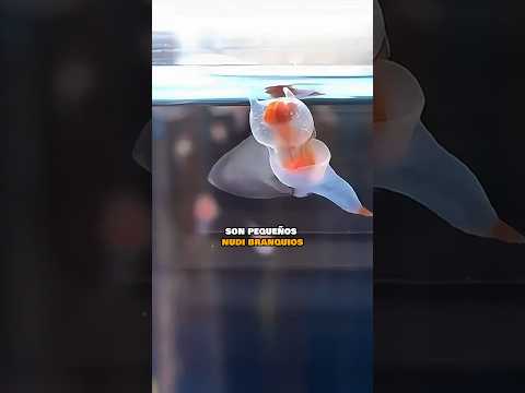 El Misterioso Ángel del Mar 🌊 #curiosidades