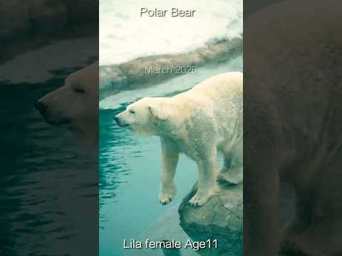 【春はもうすぐ】雪解け進むホッキョクグマ館 #polarbear #shorts