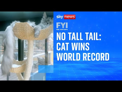 FYI: Cat wins world record