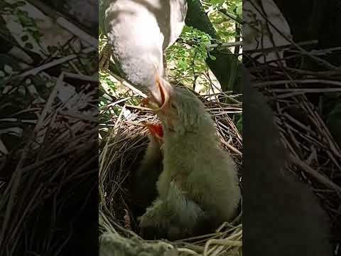 Wild babbler bird babies will fly leave soon (p 6) #shorts