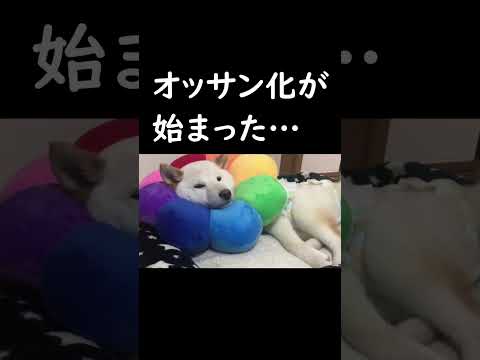 子犬の柴犬のオッサン化が始まった😇#shorts