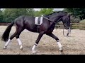 Dressage horse San Fürst ( San Amour x Fürst Heinrich ) x Kennedy ﻿