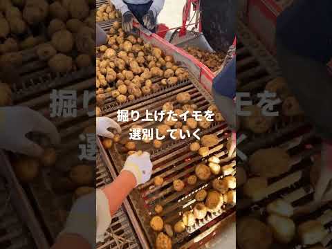 今金男しゃく収穫順調！2025年9月   #Shorts