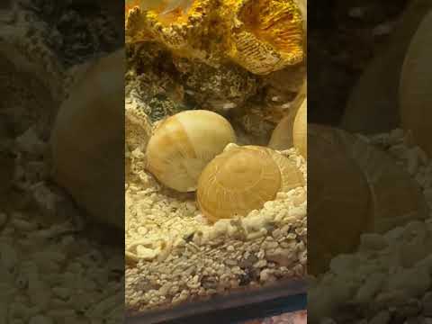 Lost count of how many SIMILIS now 🐚 #cichlid # Nano Fish don't just have to be Tetra  Species they can also be Cichlids. Lets me show you one of th