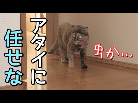 ぎゃああああ。虫が出たので猫に助けを求めた結果が意外過ぎた…